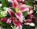t�rskeres� - 