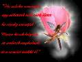 t�rskeres� - 