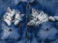 t�rskeres� - 