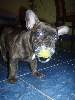 t�rskeres� - 