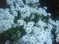 t�rskeres� - 