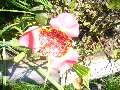 t�rskeres� - 