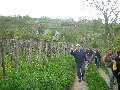 t�rskeres� - 