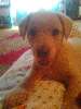t�rskeres� - 