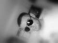 t�rskeres� - 