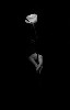 t�rskeres� - 