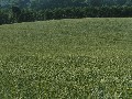 t�rskeres� - 
