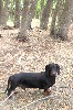 t�rskeres� - 